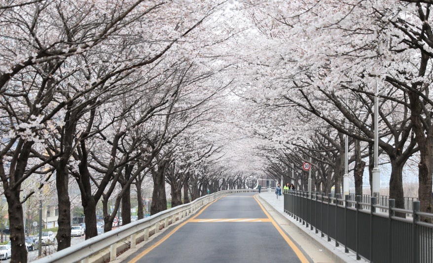 Cherry blossom tunnel road with beautiful spring scenery